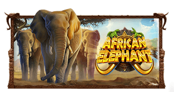 African Elephant